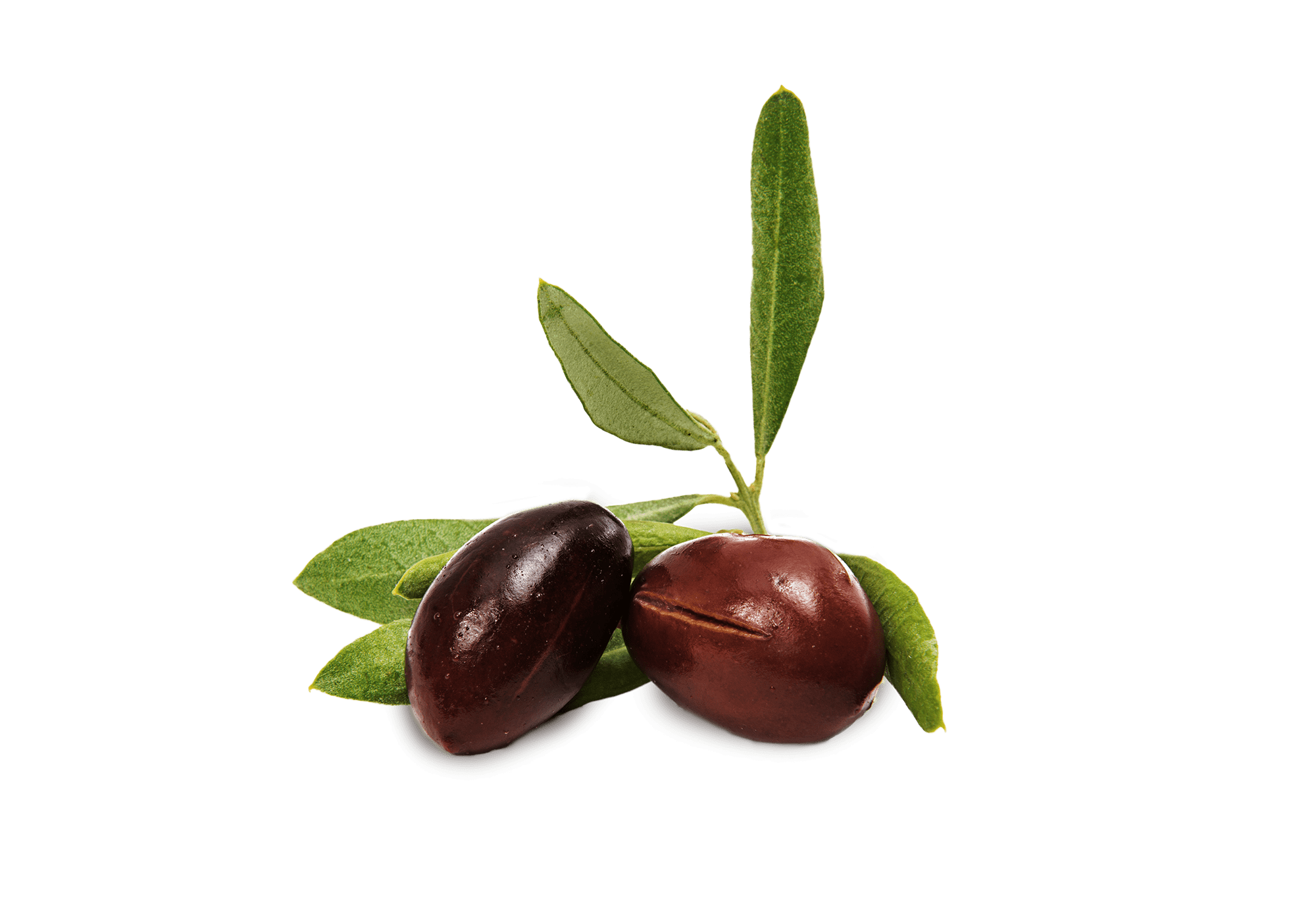 aceituna morada aragon